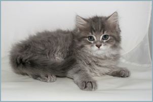 Male Siberian Kitten from Deedlebug Siberian